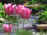 IMG 0431 R1 Tulips and the Stream
