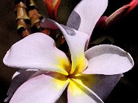 IMG 2733 Plumeria 2 Watercolor