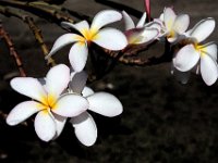 IMG 2734 Plumeria 1 Watercolor