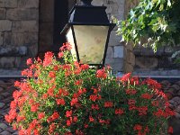 IMG 7028 Lamppost Flowers