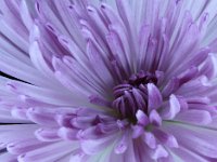 IMG 7326 Lavender Mum 1