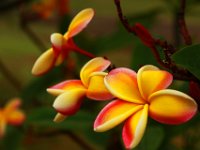 IMG 9857 Rainbow Plumeria 3