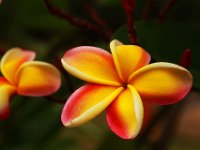 IMG 9859 Rainbow Plumeria 2