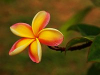 IMG 9862 Rainbow Plumeria 1