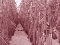 IMG 2748 Corn Row